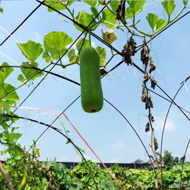 Agricultural gardening